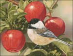 (image for) Snippet Orchard Guest